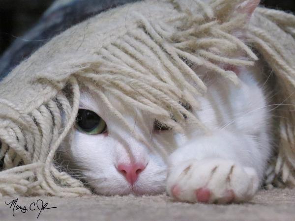 /Images/uploads/The Murphee and Sugar Angel Foundation/murpheeandsugar-pet-photo-contest-fundraiser/entries/27887thumb.jpg
